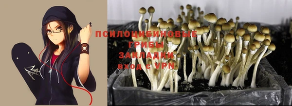 PSILOCYBIN Балахна